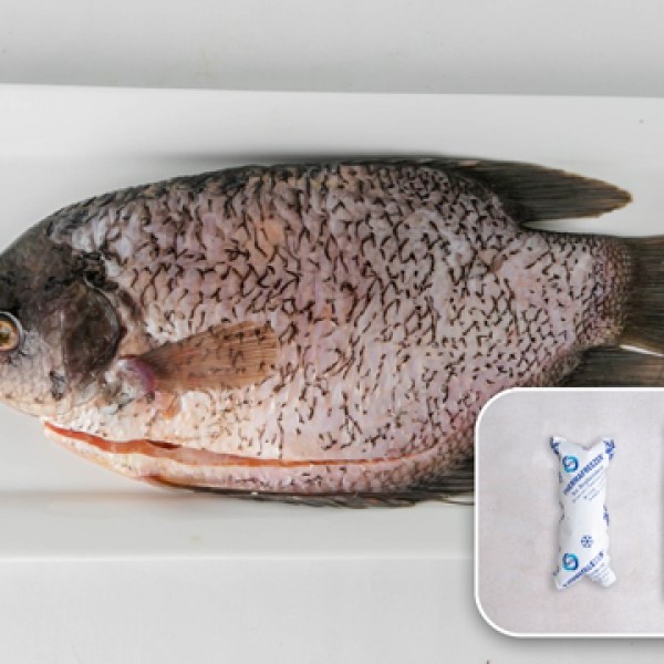 Ikan Gurame